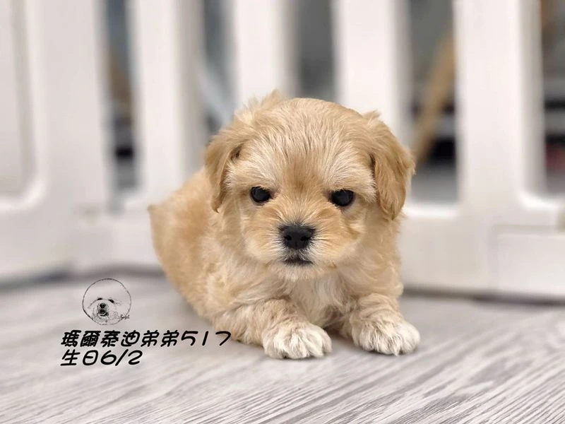 奶油瑪爾泰迪弟弟517