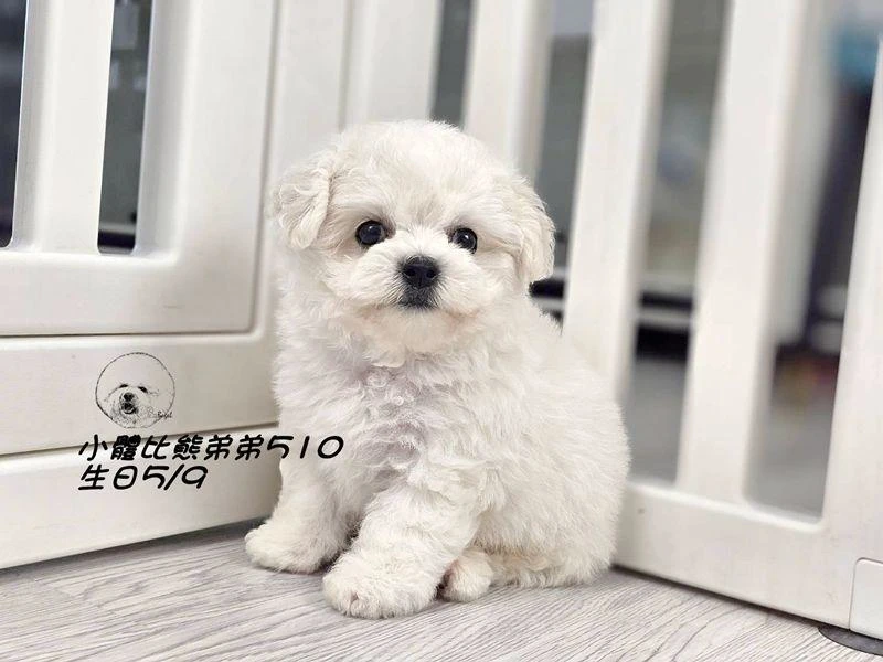 小體型比熊弟弟510