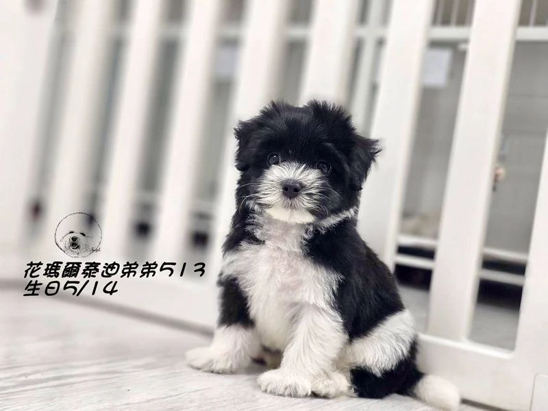 黑白花色瑪爾泰迪弟弟513