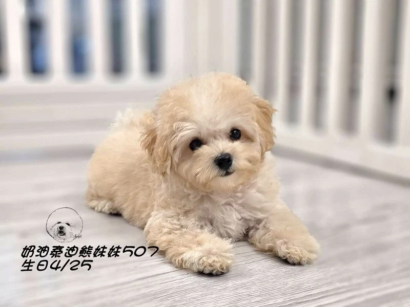 奶油泰迪熊妹妹507