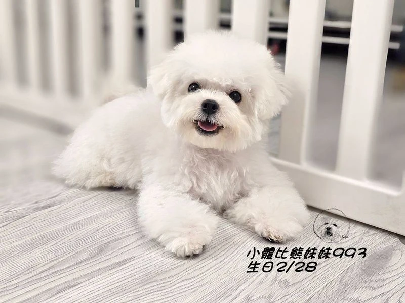 小體型比熊妹妹993