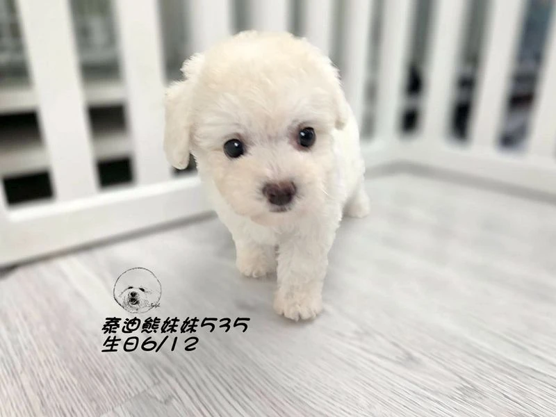 奶白泰迪熊 大眼 短吻 短腿 爆毛 妹妹535