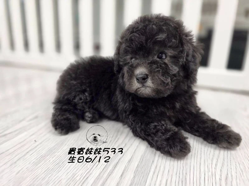 爆毛 短腿 短吻 灰貴賓妹妹533