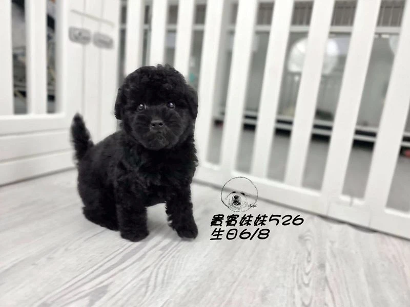 爆毛 黑貴賓妹妹526