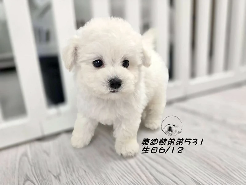 白泰迪熊 短吻 短腿 爆毛 弟弟531