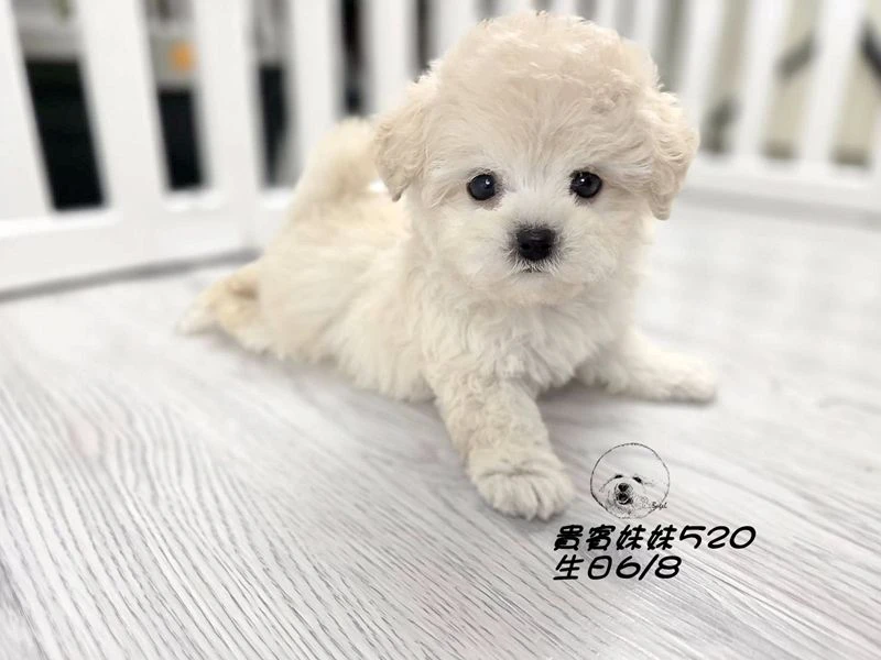 奶油白 大眼 短吻 短腿 爆毛 貴賓妹妹520