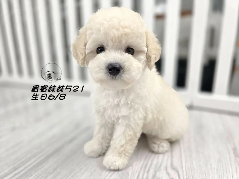 奶油白 大眼 爆毛 貴賓妹妹521