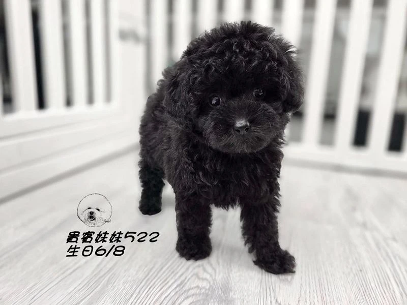 短吻 大眼 爆毛 黑貴賓妹妹522
