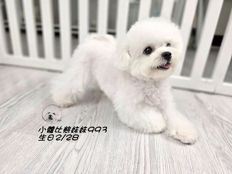 小體型 短腿 短吻 爆毛 大眼 比熊妹妹993