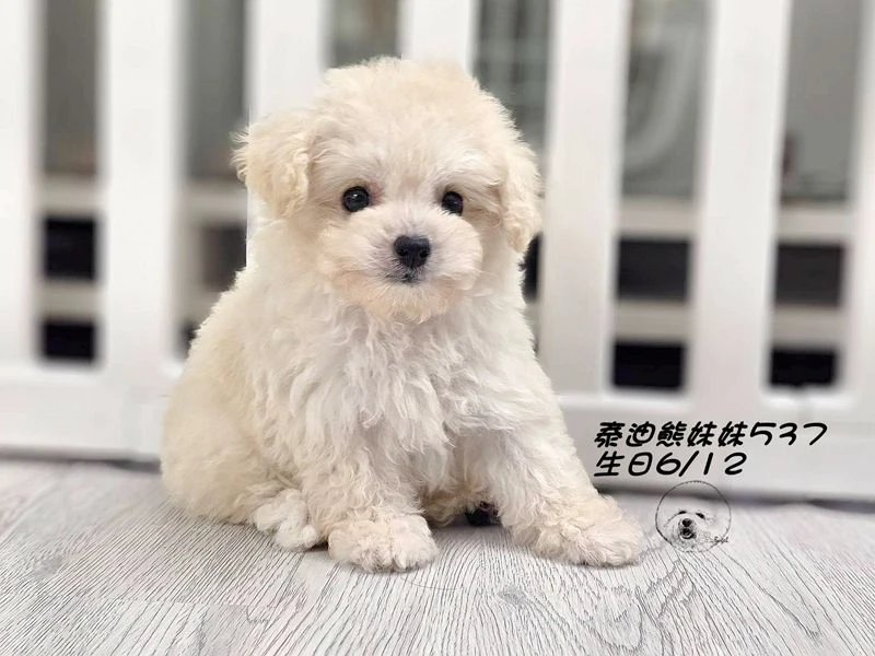 奶油泰迪熊 大眼 短吻 短腿 爆毛 妹妹537(已回家)