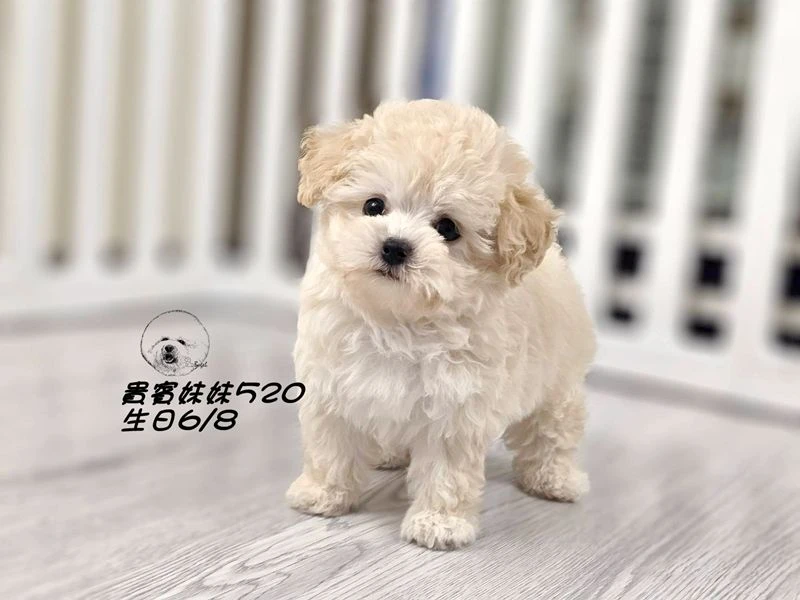 奶油白 大眼 短吻 短腿 爆毛 貴賓妹妹520