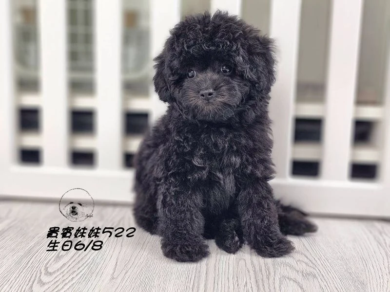 短吻 大眼 爆毛 黑貴賓妹妹522