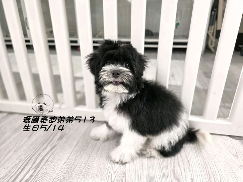 黑白花瑪爾泰迪 大眼 短腿 短吻 爆毛 弟弟513(已預定)