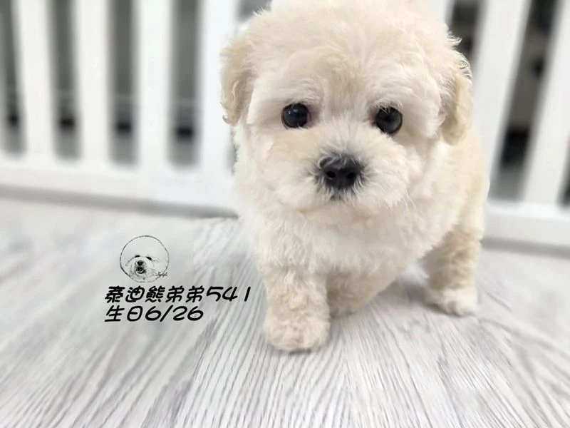 奶白泰迪熊 大眼 短吻 短腿 爆毛 弟弟541