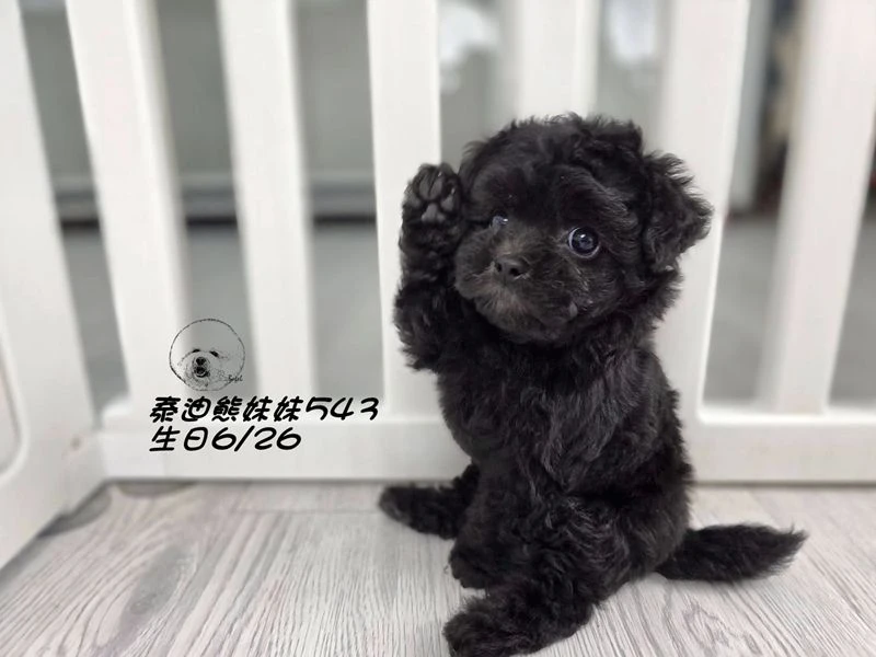 泰迪熊 短吻 短腿 大眼 爆毛 灰色妹妹543