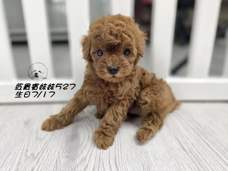 ?短吻 爆毛 紅貴賓妹妹527