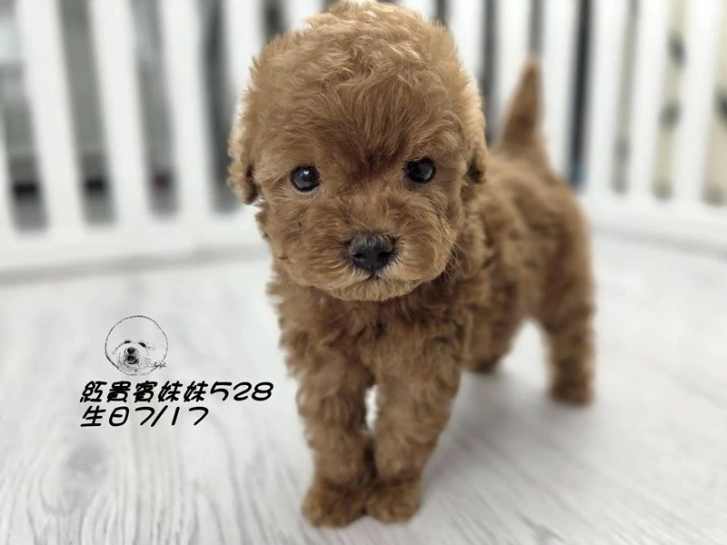 短吻 爆毛 紅貴賓妹妹528