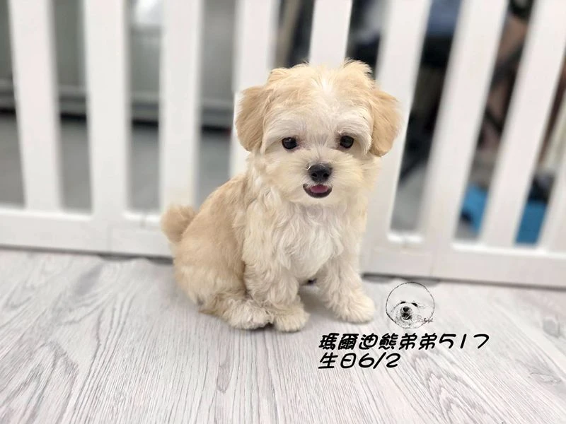 奶油瑪爾泰迪 短吻 短腿 爆毛 弟弟517