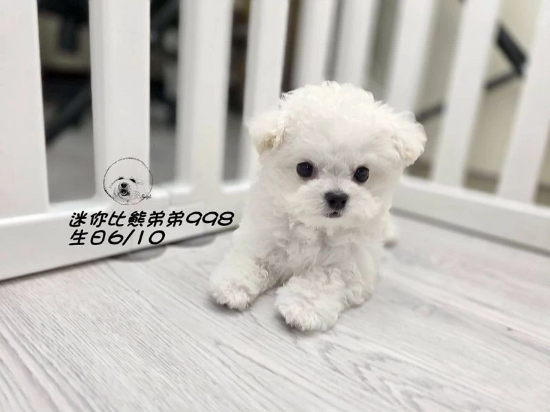 韓版迷你型 短腿 短吻 爆毛 大眼 比熊弟弟998