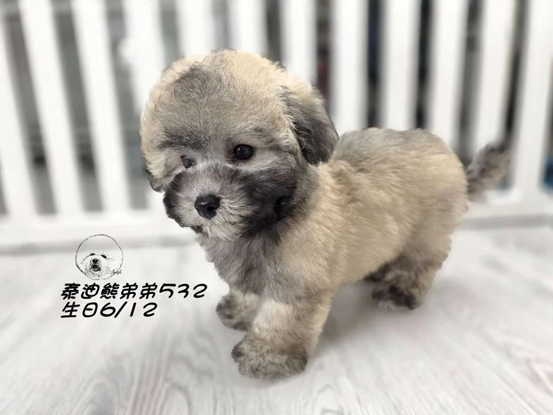 香檳灰 泰迪熊 大眼 短吻 短腿 爆毛 弟弟532