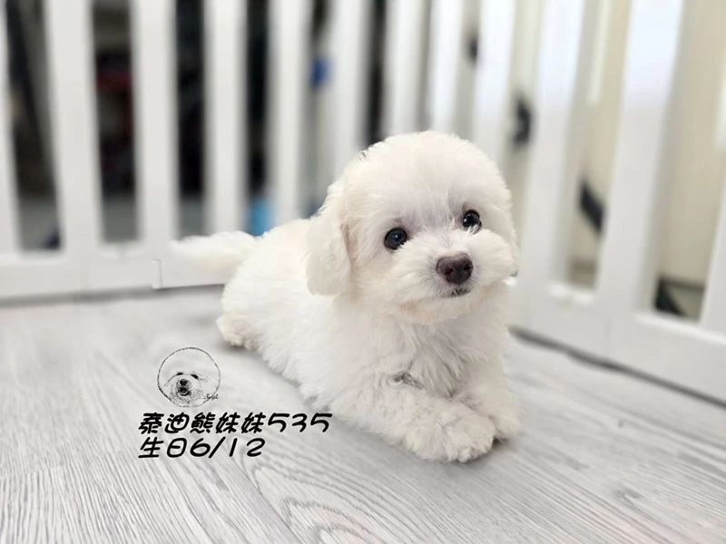 奶白泰迪熊 大眼 短吻 爆毛 妹妹535