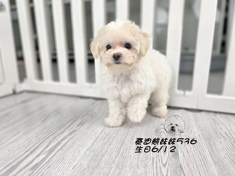奶油花泰迪熊 大眼 短吻  爆毛 妹妹536