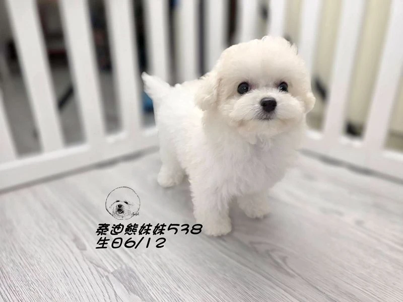 奶白泰迪熊 大眼 短吻 短腿 爆毛 妹妹538