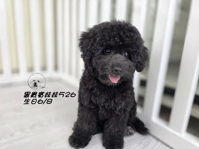爆毛 黑貴賓妹妹526