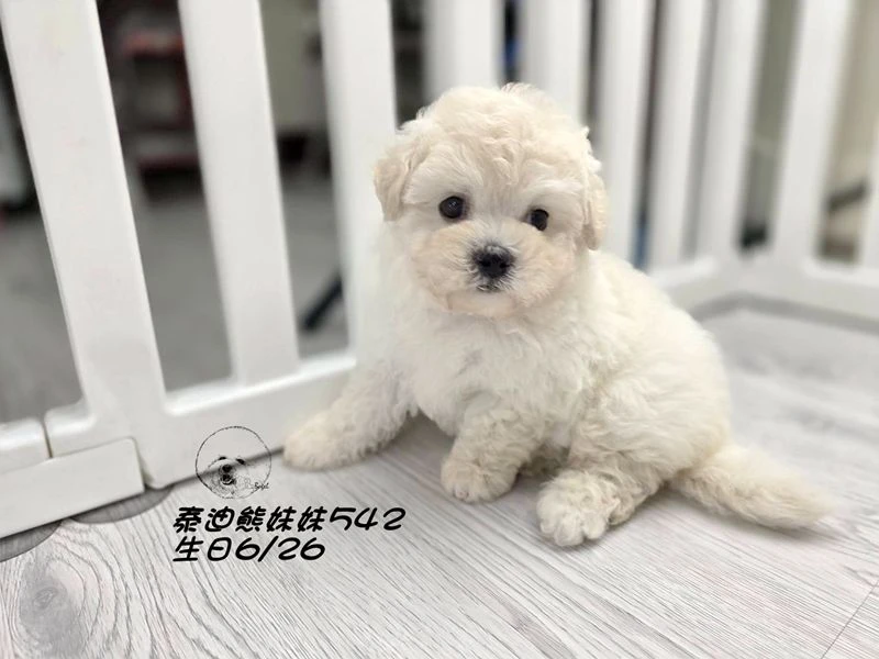奶白泰迪熊 大眼 短吻 短腿 爆毛 妹妹542