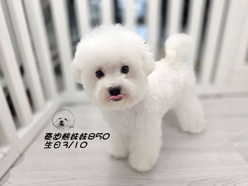 泰迪熊 短吻 白妹妹850