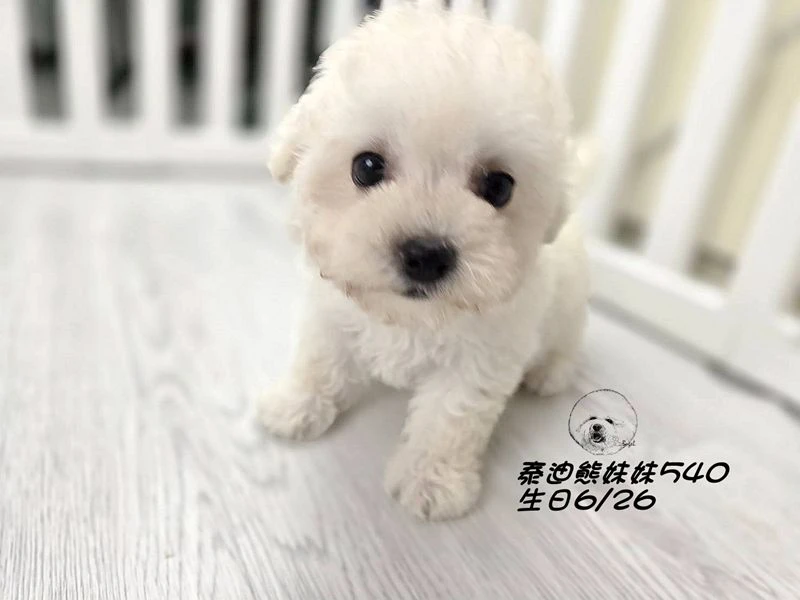 奶白泰迪熊 大眼   爆毛 妹妹540