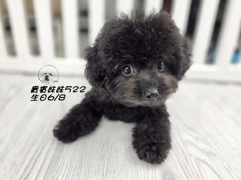 短吻 大眼 爆毛 黑貴賓妹妹522(已回家)