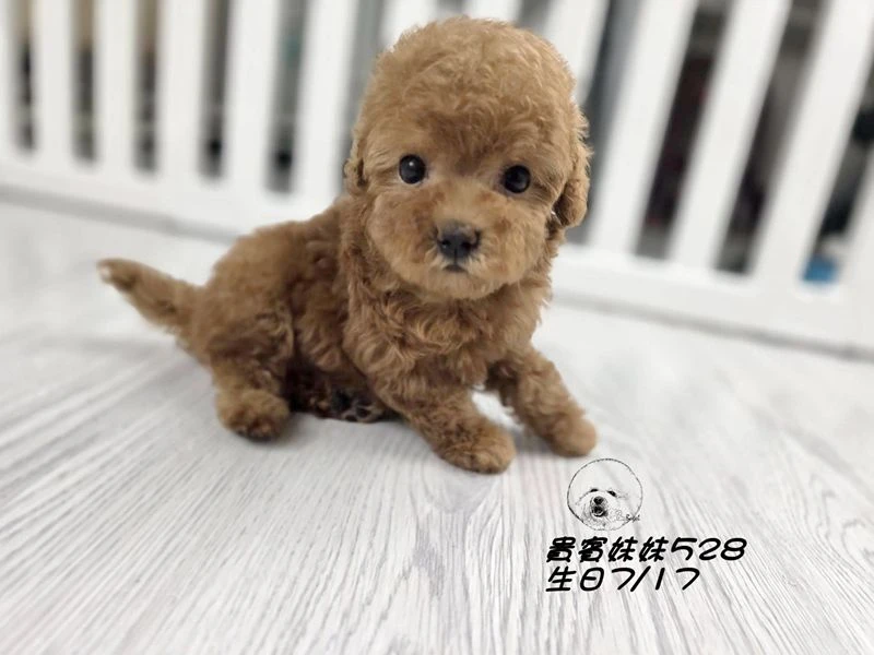 短吻 爆毛 紅貴賓妹妹528(已回家)