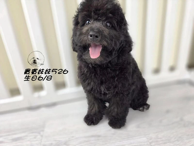 爆毛 黑貴賓妹妹526