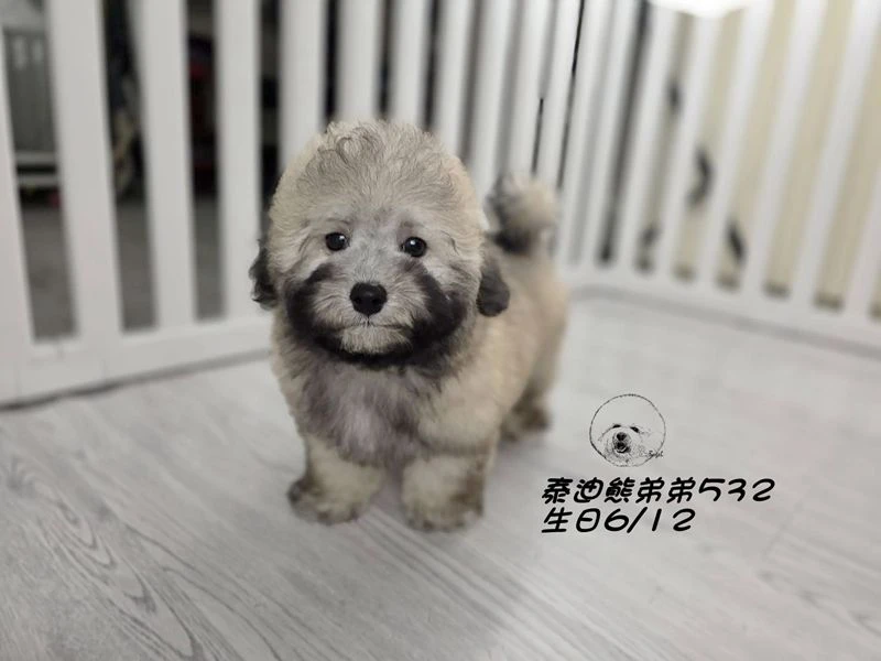 香檳灰 泰迪熊 短吻 短腿 爆毛 弟弟532(已回家)