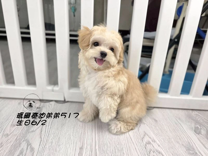 奶油瑪爾泰迪 短吻 短腿 爆毛 弟弟517(已回家)