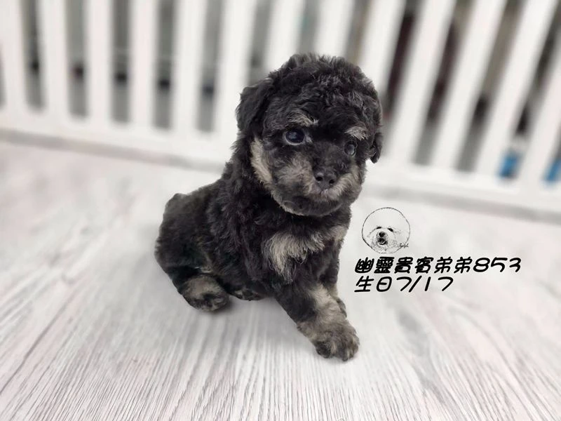 爆毛 幽靈貴賓弟弟853