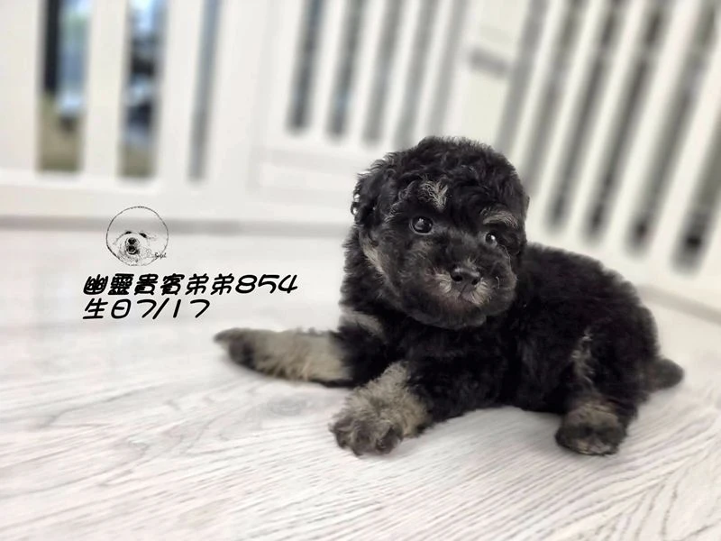 ?爆毛 幽靈貴賓弟弟854