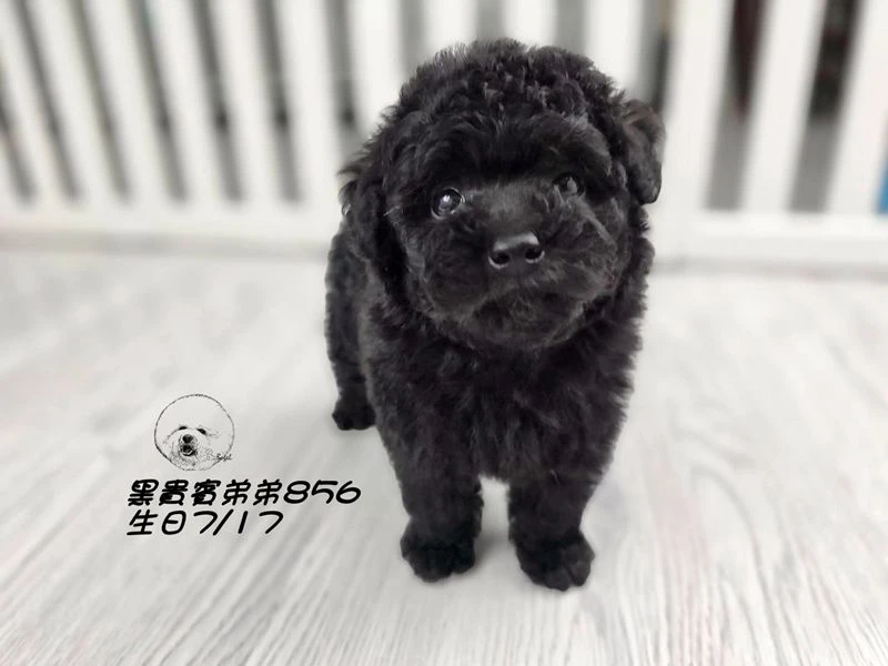 爆毛 黑貴賓弟弟856