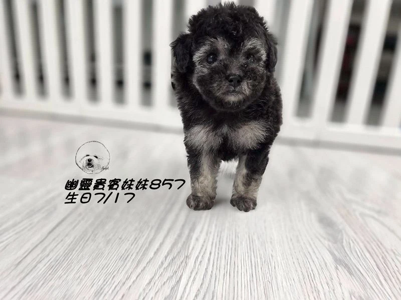 ?爆毛 幽靈貴賓妹妹857(厚道)