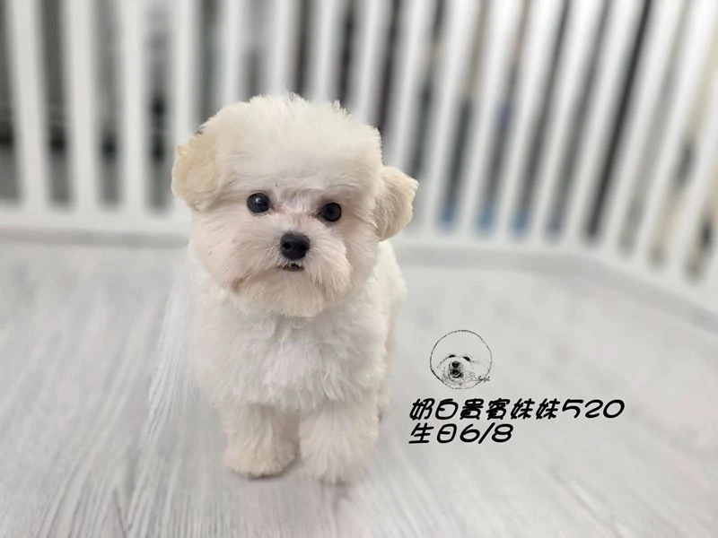 奶油白 大眼 短吻 短腿 爆毛 貴賓妹妹520