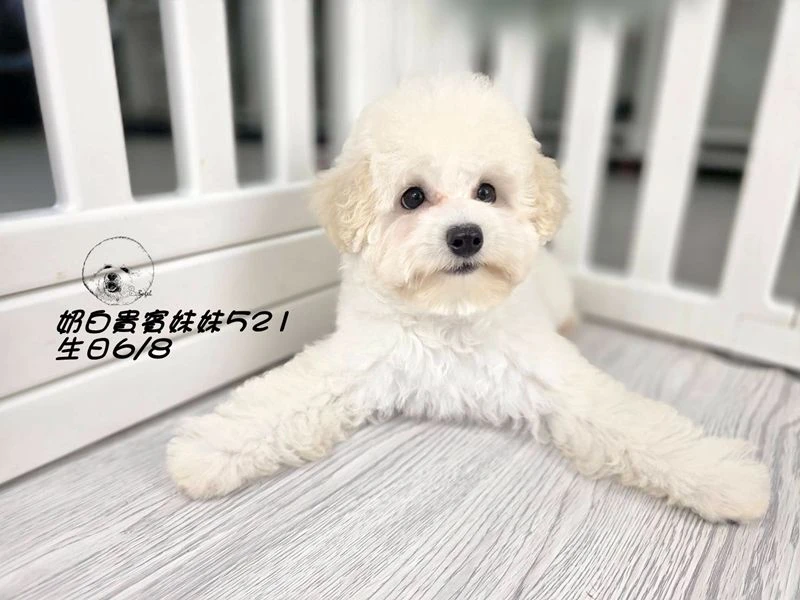奶油白 大眼 爆毛 貴賓妹妹521