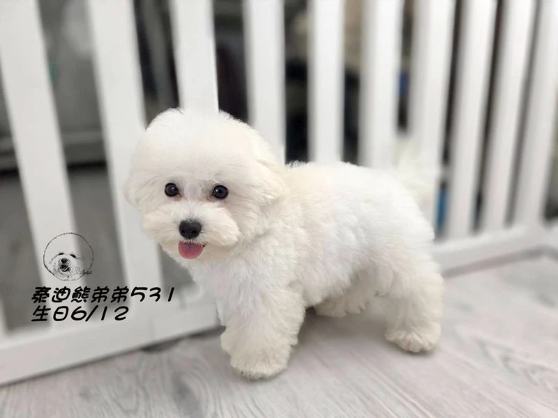 白泰迪熊爆毛 弟弟531