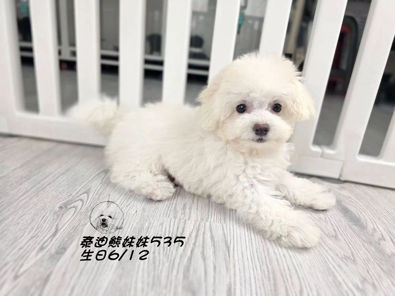 奶白泰迪熊 妹妹535