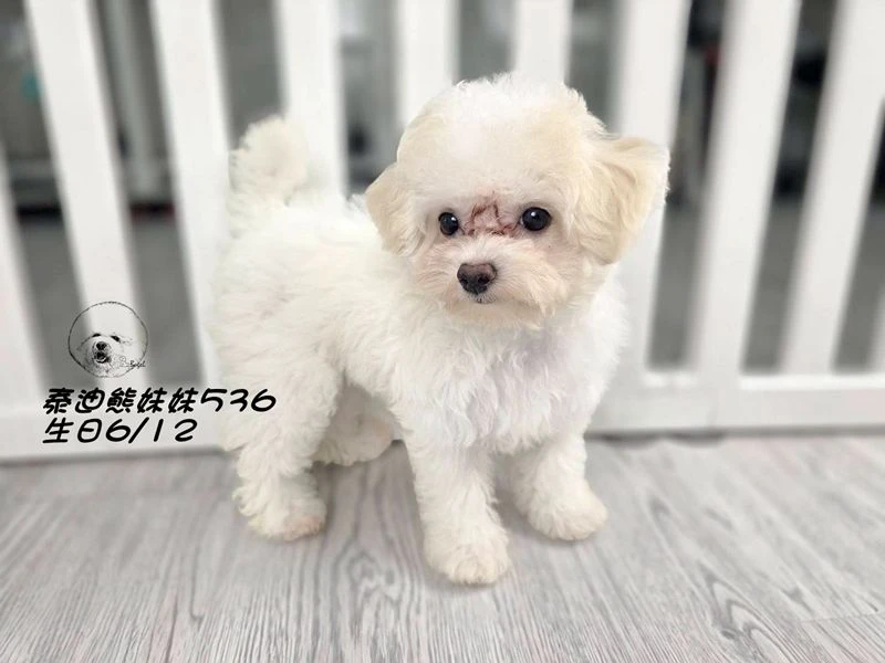 奶油花泰迪熊 大眼 短吻   妹妹536