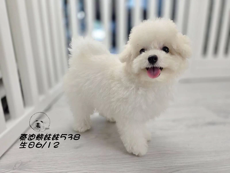 奶白泰迪熊 大眼 短吻 短腿 妹妹538