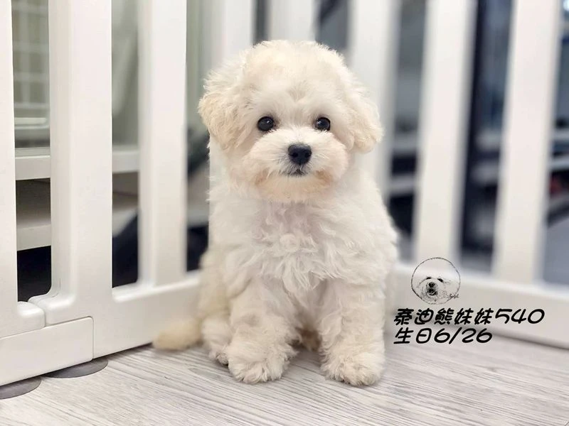 奶白泰迪熊 妹妹540