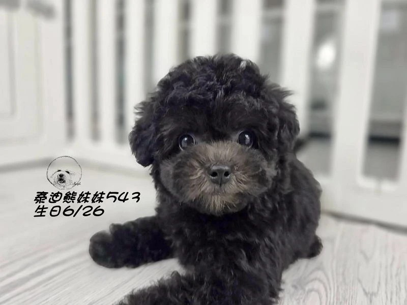 泰迪熊 短吻 短腿 大眼 爆毛 灰色妹妹543