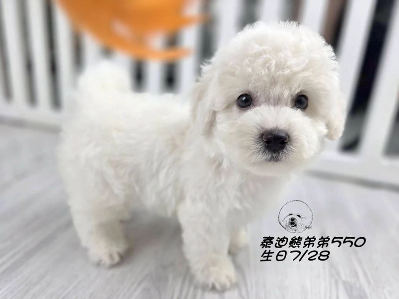 奶白 泰迪熊 大眼 短腿 爆毛 弟弟550