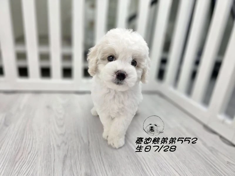 奶白花 泰迪熊 爆毛 弟弟552